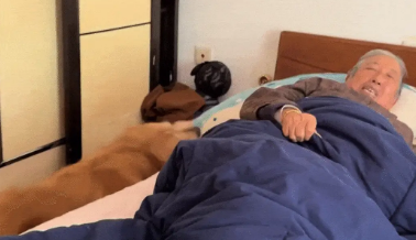 奶奶到家坐客误用狗枕头,金毛强行收回,奶奶当时都愣住了 奶奶到家坐客误用狗枕头,金毛强行收回,奶奶当时都愣住了