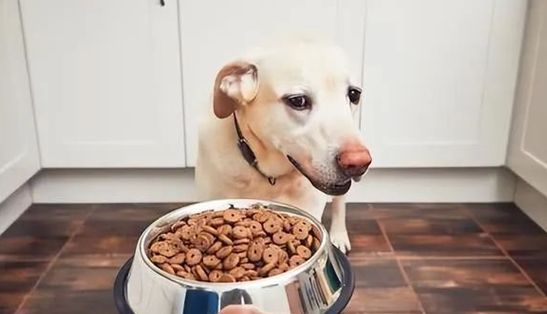 狗狗感染球虫会有什么症状？