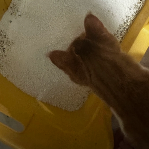 哪个猫砂性价比高?萌那粒砂:百搭混砂神器,全龄猫咪通用 哪个猫砂性价比高?萌那粒砂:百搭混砂神器,全龄猫咪通用