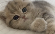 哪个植物猫砂好？玄琥优选一站式全品类选择
