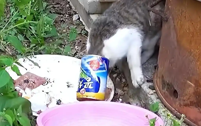 为了一口吃的，猫咪头被卡罐头好几天