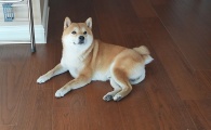 狗狗可以吃什么水果？