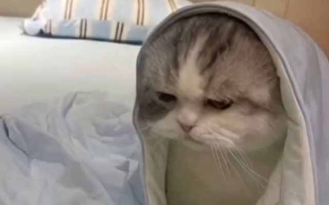 广东女子租房，遍地垃圾还养猫，房东崩溃：猫也很可怜