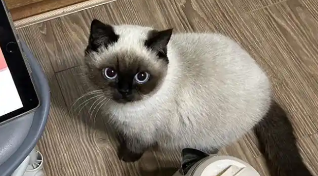 智力有缺陷的猫的表现