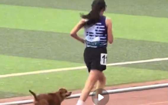 高校女子3000米比赛，狗狗陪跑帮女生成功打破校记录