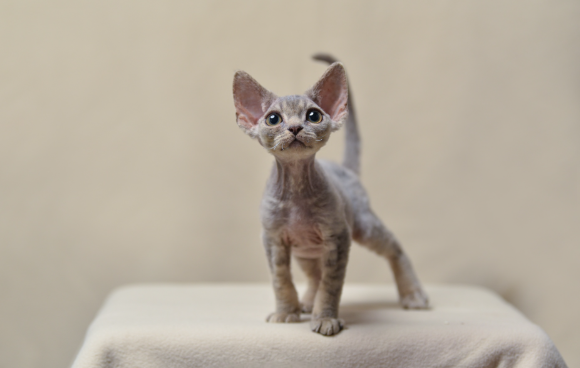 哪个牌子的猫粮好？咖兜Caddo德文定制烘焙粮凭这三点胜出