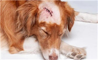 犬瘟和犬瘟热的区别是什么