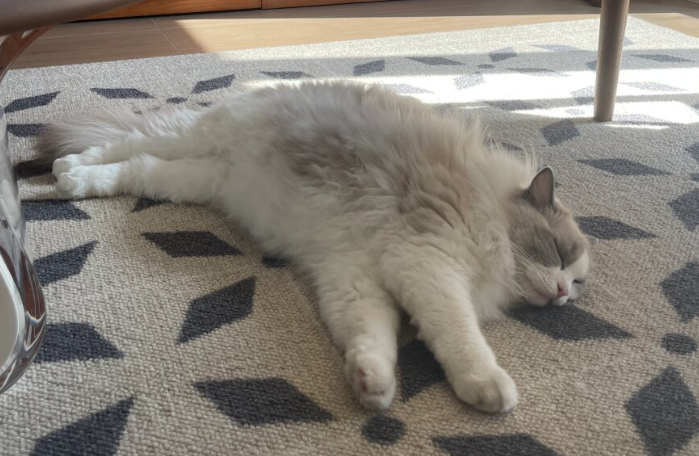 邻居投诉养猫，这真是养猫人的心酸