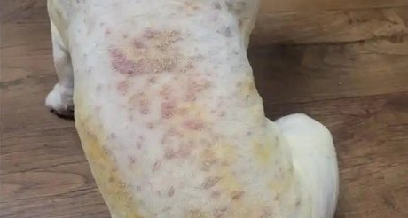 狗狗皮肤病反复发作要怎么治疗