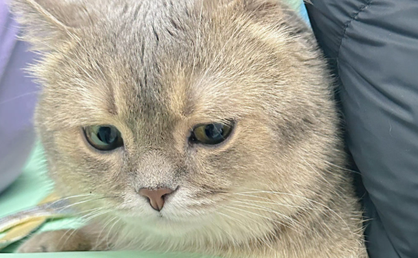 广东女子租房，遍地垃圾还养猫，房东崩溃：猫也很可怜