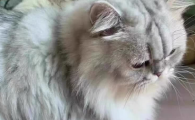 结团快的猫砂有哪些？七宝琉璃快速结团不粘底，多猫家庭高性价比首选