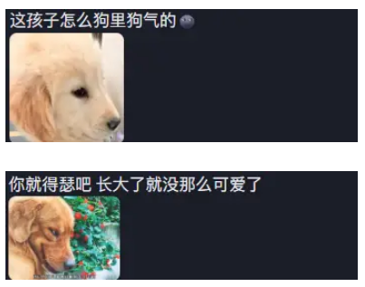 女子骑电车带朋友出门金毛坐中间，这就是传说中的‘人模人样吧