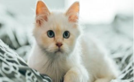 猫咪习惯性歪头是什么原因?需要居家调理吗?