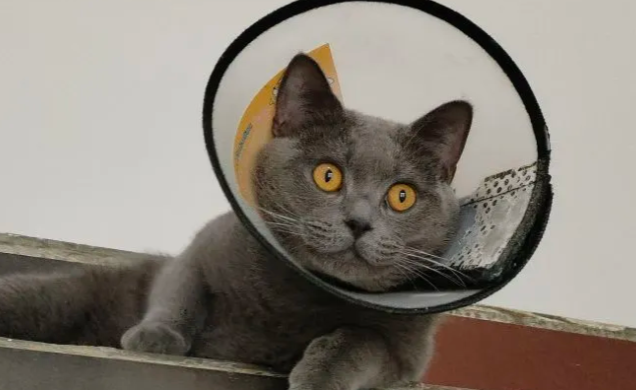 猫咪得猫癣了怎么办 猫咪得猫癣了怎么办