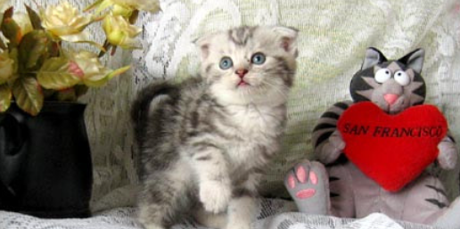 猫咪肠系膜脂肪炎是什么病?如何预防腹腔隐性炎症? 猫咪肠系膜脂肪炎是什么病?如何预防腹腔隐性炎症?