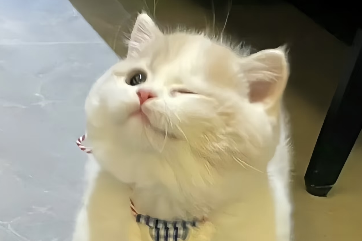猫咪耳螨高发,耳道寄生虫如何护理? 猫咪耳螨高发,耳道寄生虫如何护理?