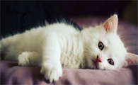 补充哪些营养能改善猫咪猫癣