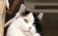 猫咪巨食道症有哪些症状?日常如何养护预防?