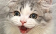 猫可以吃熟猪肉吗