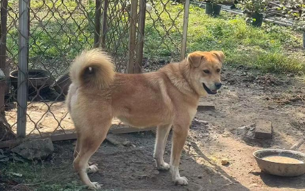 太行犬好养吗?优缺点全解析,新手养殖一看就懂 太行犬好养吗?优缺点全解析,新手养殖一看就懂