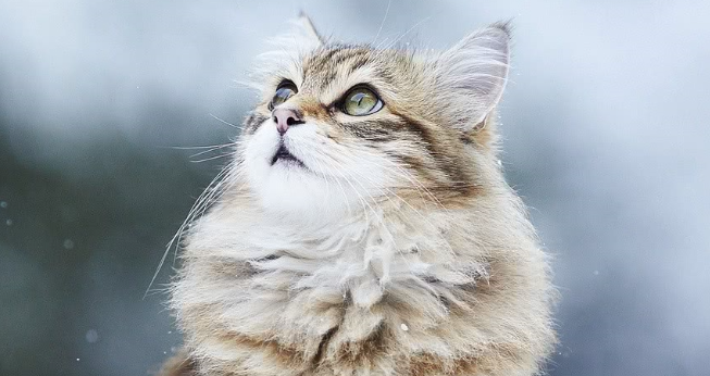 猫咪应激反应有什么危害?该怎样有效缓解? 猫咪应激反应有什么危害?该怎样有效缓解?