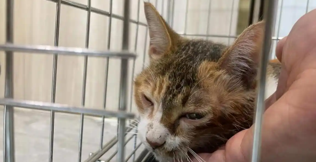 成都武侯区宠物医院收养的流浪猫被男子故意踩断尾骨，肇事者事后被约谈并承担治疗费
