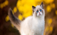 猫咪为什么喜欢蹲角落不爱互动？如何改善孤僻状态？