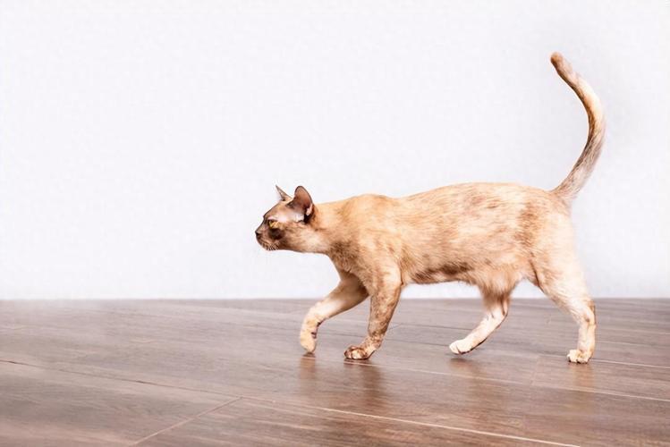 猫走路不稳像喝多一样还特别贪睡怎么回事? 猫走路不稳像喝多一样还特别贪睡怎么回事?