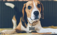 犬只耳廓反复结痂是什么罕见病症