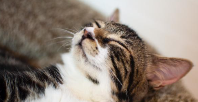 猫咪睡觉呼吸急促是什么原因？需要干预吗？