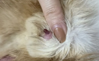 母猫尿道外侧流血怎么办？