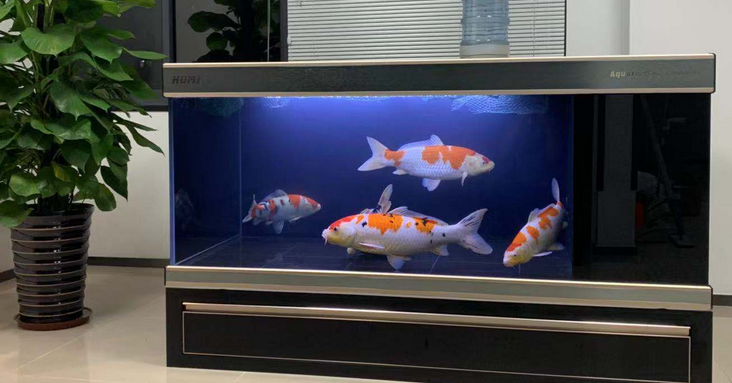 辉铭鱼缸质量怎么样