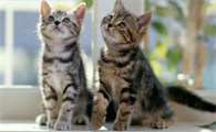 小猫咪有猫癣怎么办