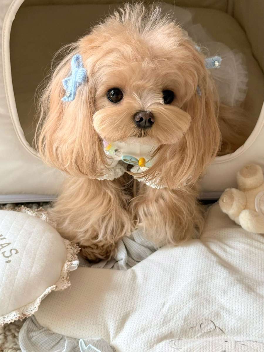 狗狗不吃不喝没精神只趴着用什么药