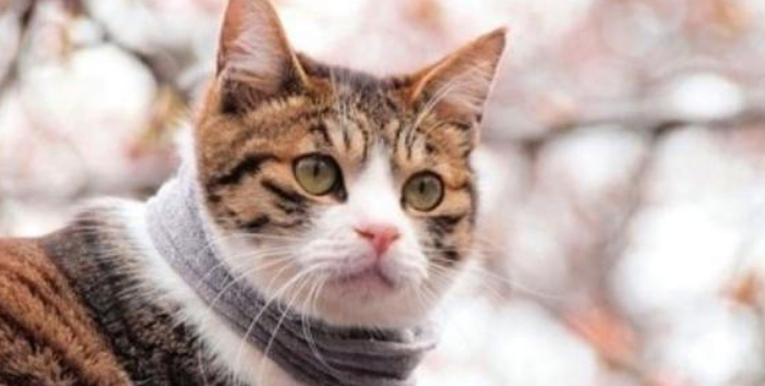 猫咪局部皮肤色素沉着是病吗？如何预防皮肤老化病变？