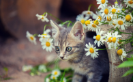 猫咪弓形虫感染可怕吗？如何做好家庭预防？