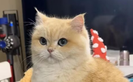 猫咪毛球症如何预防?什么才是正确护理方法