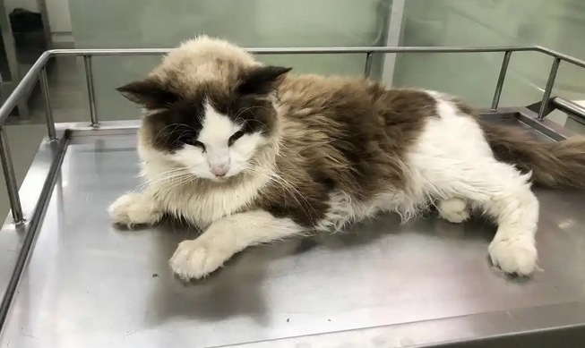 猫咪吃猫罐头吐了是怎么回事