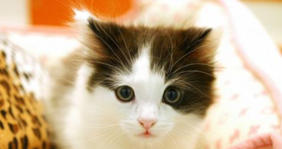 猫咪氟斑牙如何形成?怎样预防牙齿永久损伤? 猫咪氟斑牙如何形成?怎样预防牙齿永久损伤?