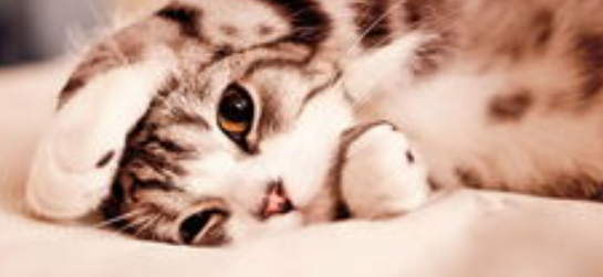 猫咪口腔嗜酸性溃疡是什么？如何预防口腔反复溃烂？