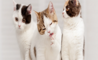 猫咪低血糖危险吗？哪些猫咪高发、如何预防？