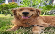 狗身上起红疙瘩咋回事?