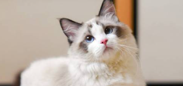 猫咪维生素A过量中毒有哪些危害？如何科学进补？