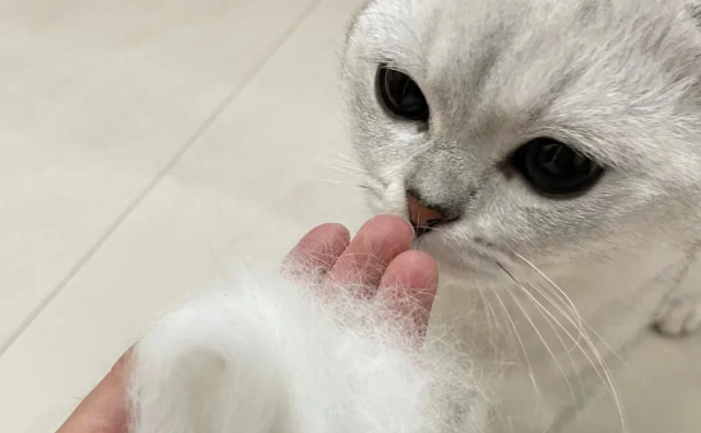 猫咪疯狂大面积掉毛怎么办？