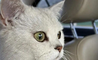 猫咪坐车呼吸急促是什么原因