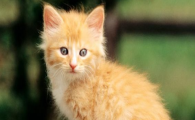 猫咪牙周炎需要治疗吗?日常怎么预防口腔问题?