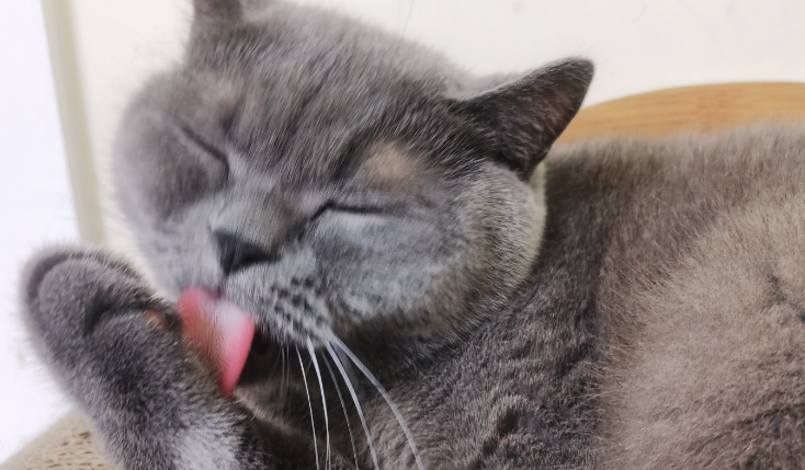 猫咪频繁舔舐自己毛发是正常现象吗