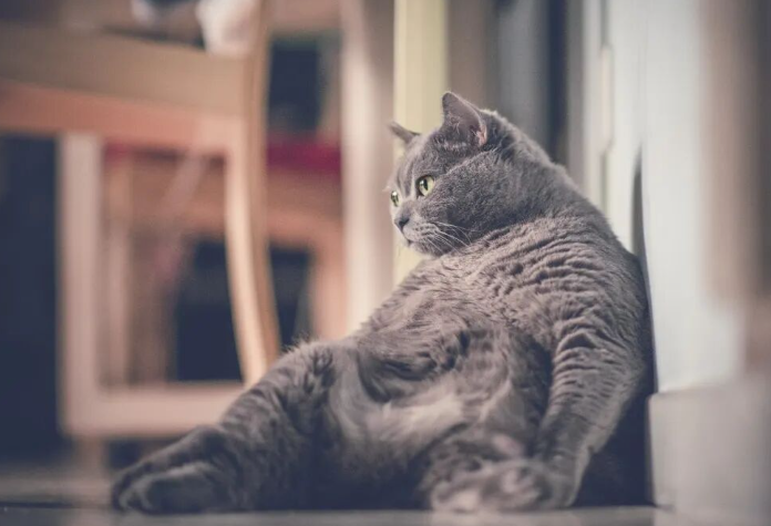小猫咪减肥产品推荐——新药普瑞泊肽注射液,胖猫减重势在必行! 小猫咪减肥产品推荐——新药普瑞泊肽注射液,胖猫减重势在必行!