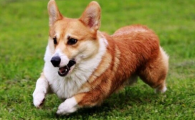 狗狗心脏问题有哪些前兆?老年犬如何护心?