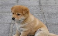 狗狗耳朵掉毛发红是什么原因